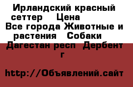 Ирландский красный сеттер. › Цена ­ 30 000 - Все города Животные и растения » Собаки   . Дагестан респ.,Дербент г.